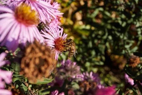 The bee collects nectar and pollen from the flowers of the perennial aster. Stock Photos