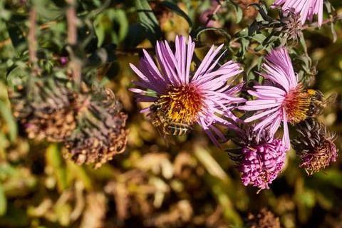 The bee collects nectar and pollen from the flowers of the perennial aster. Stock Photos
