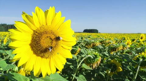 Bee collects nectar and pollinates sunflower. Closeup. Video stock 52938649