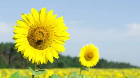 Bee collects nectar and pollinates sunflower. Closeup. Stock Footage 53082114