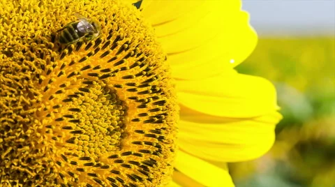 Bee collects nectar and pollinates sunflower. Closeup. Stockbeeldmateriaal 53103707