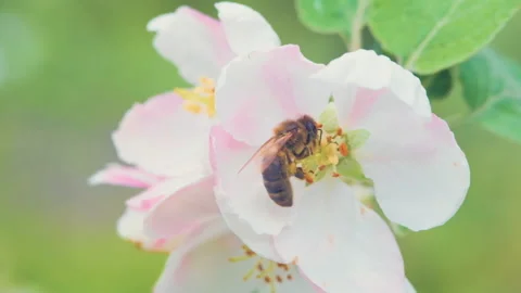 The bee collects nectar and pollinates flowers on a tree in the garden Stock Footage 131839395