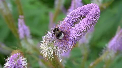 A bee that collects nectar and pollinates honey plants, slow motion Stock Footage 153174296