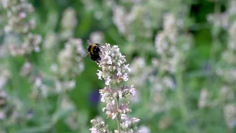 A bee that collects nectar and pollinates honey plants, slow motion Stock Footage 157893327
