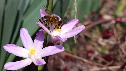 A bee collects nectar and pollinates a blooming lilac flower Scilla luciliae Stock Footage 243716681