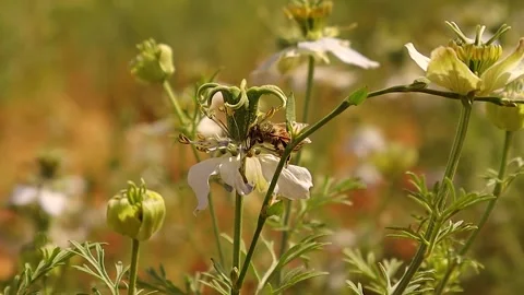 Bee Collects Nectar and Pollinates Nigella Flower with Multiple Fertile Chambers Stock Footage 312448405