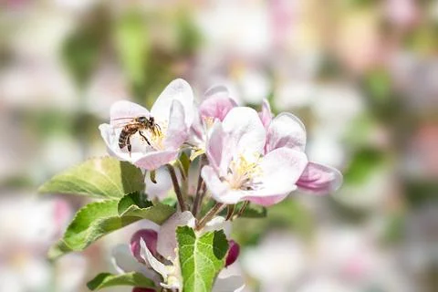 The bee collects nectar and pollinates flowering apple trees. Close-up of a bee Stock Photos