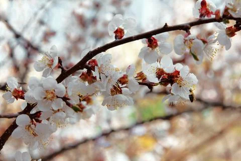 Bee collects nectar and pollinates flowers of flowering apple tree fruit tr.. Stock Photos