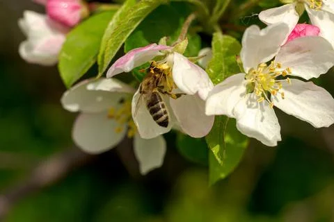 A bee collects nectar and pollinates flowering branches of an apple tree Stock Photos