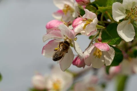A bee collects nectar and pollinates flowering branches of an apple tree Stock Photos