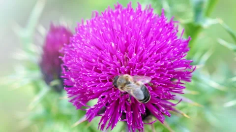 Bee collects nectar from beautiful pink flower on a sunny day Stock Footage 39936136