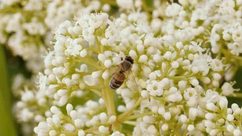 Bee collects nectar from a beautiful white flower. Stock Footage 119382111