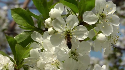 Bee collects nectar on blooming cherry Stock Footage 62397247