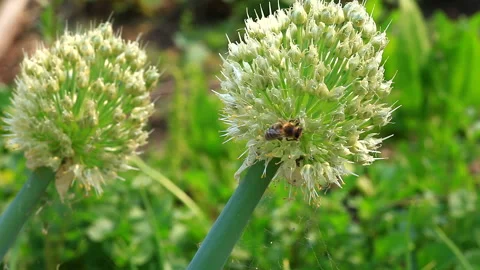 The bee collects the nectar from the blooming Welsh onion Stock Footage 88219456