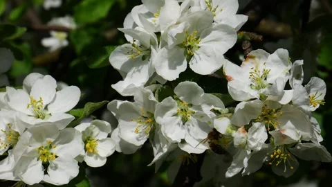 A bee collects nectar on a blossoming apple tree. Video stock 274939434