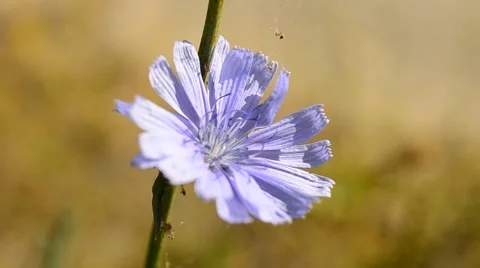 Bee collects nectar on blue chicory Stock Footage 69045693