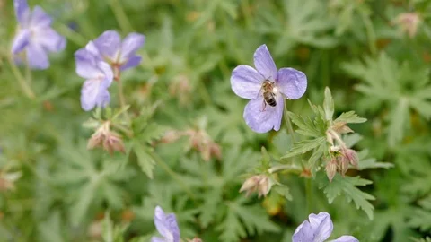 Bee collects nectar from a blue flower. Close up Stock Footage 108965101