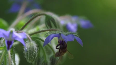 Bee collects nectar from the blue flower (slow motion) Stock Footage 127797065