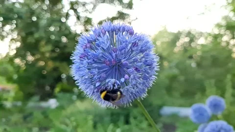 A bee collects nectar in a blue flower Stock-Footage 161401776