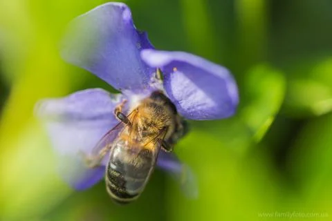 Bee collects the nectar from blue flower Vinca, periwinkle Stock Photos