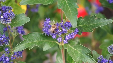 Bee collects nectar from blue flowers Stock Footage 118083010