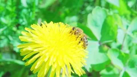 Bee collects nectar from bright yellow dandelion flower on green blurred backgro Stock Footage 247018539