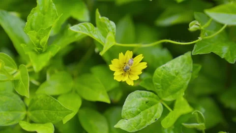 A bee collects nectar from a bright yellow flower surrounded by lush greenery Video stock 328026465