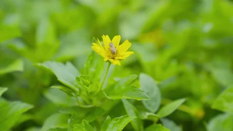 A bee collects nectar from a bright yellow flower surrounded by lush greenery  Video stock 328026541
