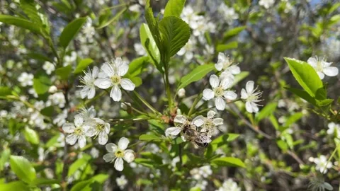 A bee collects nectar on a cherry blossom Stock Footage 241019140