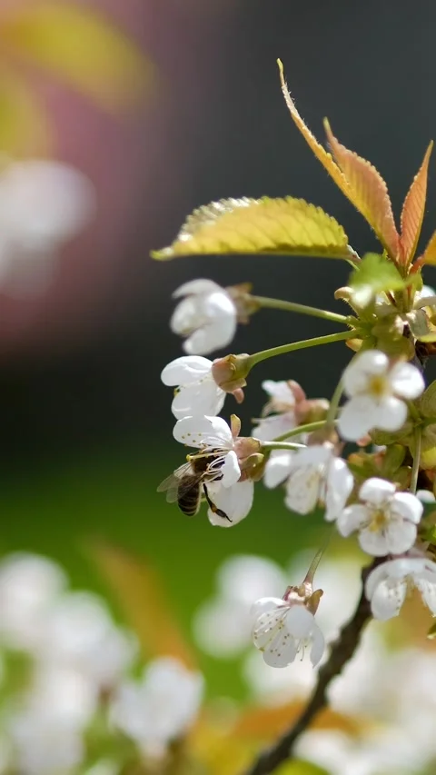 A bee collects nectar from the cherry blossoms on a tree in the spring. Sel.. Stock Footage 291977744