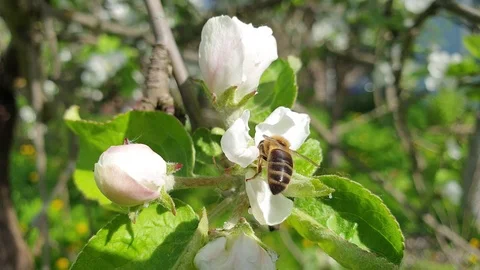 Bee collects nectar close-up slow motion Stock Footage 108441793