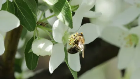 The bee collects nectar. Close-up of a white flower Stock Footage 153365647