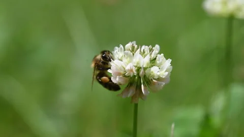 Bee collects nectar on clover flower Stock Footage 274230878