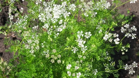 Bee collects nectar from coriander flowers Stock Footage 161069392