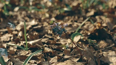 A bee collects nectar from Corydalis and fies away. Stock Footage 114553470