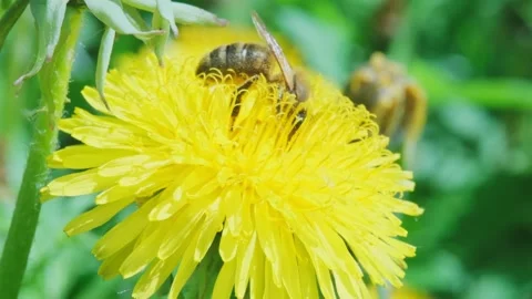 Bee collects nectar to create honey from yellow dandelion flower on beautiful gr Stock Footage 247018500