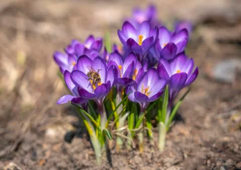 Bee collects nectar from Crocus Ruby Giant Crocus family in early spring Stock Photos