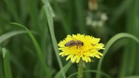 A bee collects nectar on a dandelion flower Stock Footage 242243207