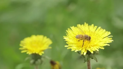 A bee collects nectar on a dandelion flower Stock-Footage 243444754