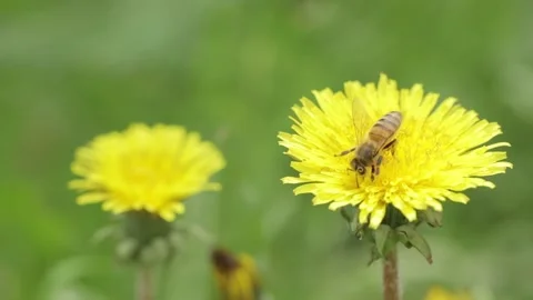 A bee collects nectar on a dandelion flower Stock Footage 243697189
