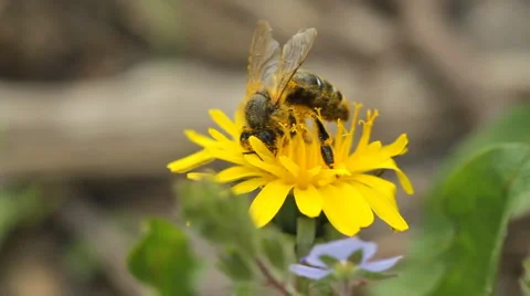 Bee collects nectar on dandelion Vidéo 5298297