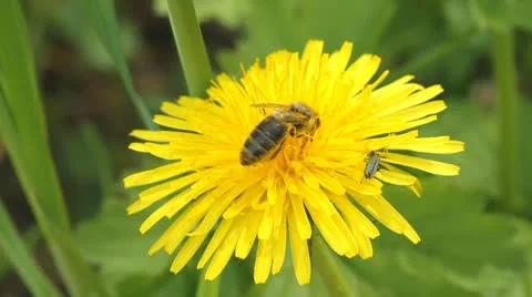 Bee collects nectar on dandelion Stock Footage 10723380