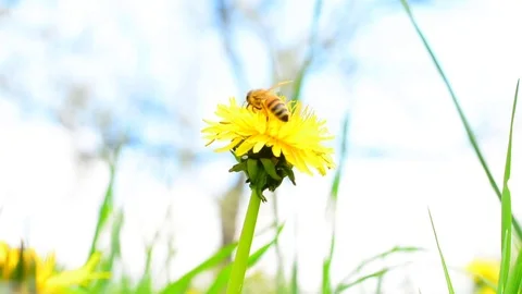 Bee collects nectar on a dandelion. Stock Footage 75084886