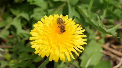 Bee collects nectar on a dandelion Stock Footage 75582304