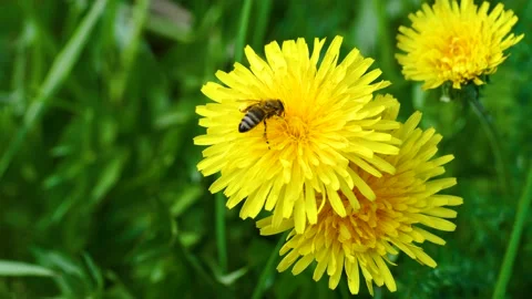Bee Collects Nectar from a Dandelion Stock Footage 195327455