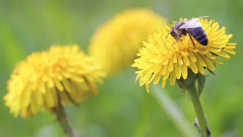 Bee collects nectar from dandelion Stock Footage 230093129