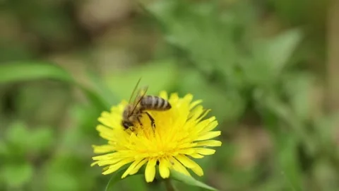 A bee collects nectar on a dandelion 스톡 동영상 239792708