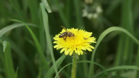 A bee collects nectar on a dandelion Stock-Footage 240456072