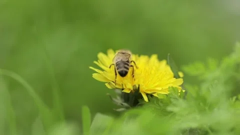 A bee collects nectar on a dandelion Stock Footage 240481229