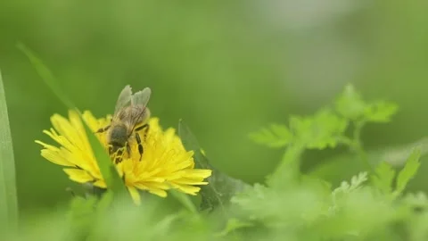 A bee collects nectar on a dandelion Video stock 241007924